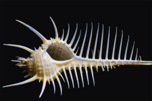SPINY_SHELL – YOUNGMAN FOUNDATION