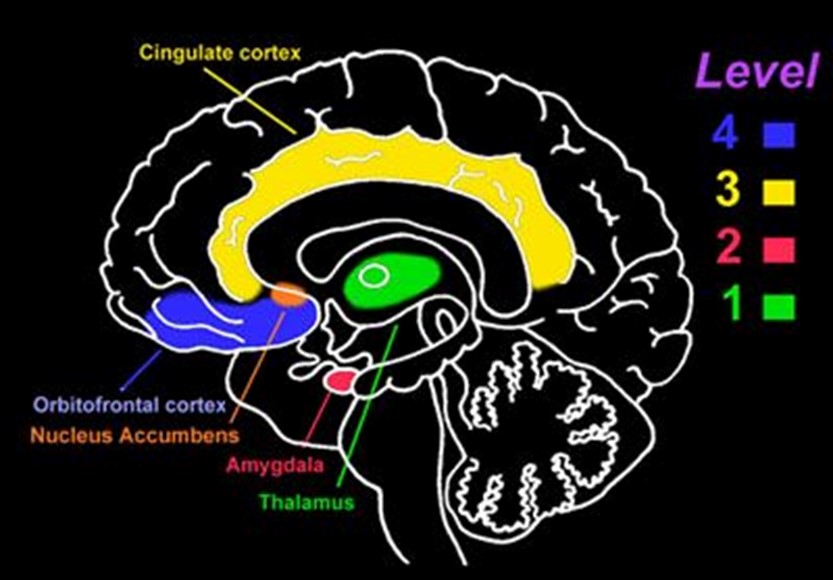 Levels in the Brain’s Control Centre