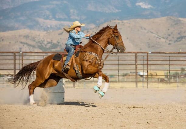 Stallions Geldings and Mares